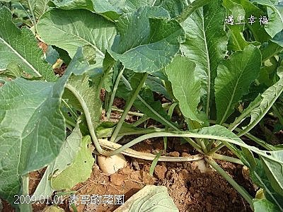 9表哥的菜園 白蘿蔔.jpg