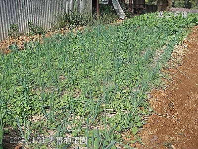 5表哥的菜園.jpg