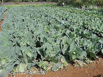 2表哥的菜園.jpg