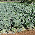 2表哥的菜園.jpg