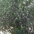 61陳厝寮.jpg