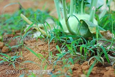 36表哥的菜園.jpg