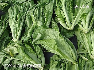 26表哥的菜園.jpg