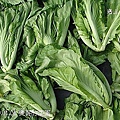 26表哥的菜園.jpg