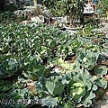 28表哥的菜園 高麗菜.jpg