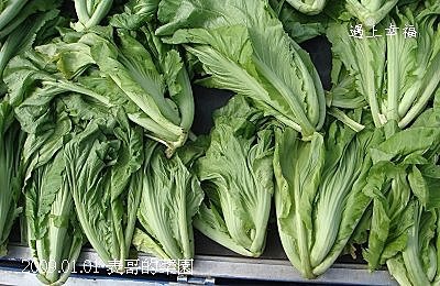 25表哥的菜園.jpg