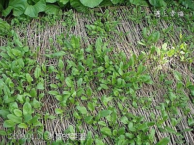 20表哥的菜園.jpg