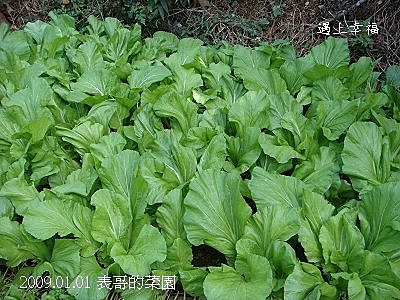 21表哥的菜園.jpg
