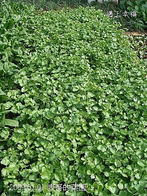18表哥的菜園 香菜.jpg