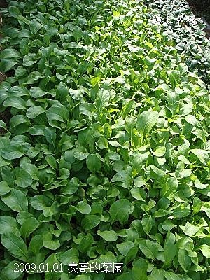 19表哥的菜園.jpg