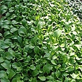 19表哥的菜園.jpg