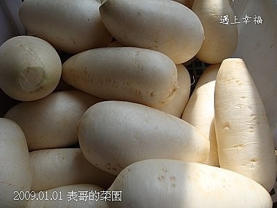 12表哥的菜園 白蘿蔔.jpg
