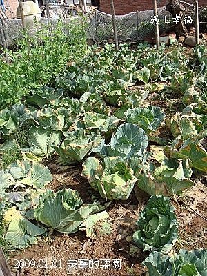 15表哥的菜園 高麗菜.jpg