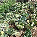 15表哥的菜園 高麗菜.jpg