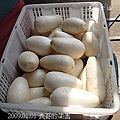 11表哥的菜園 白蘿蔔.jpg