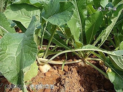 10表哥的菜園 白蘿蔔.jpg