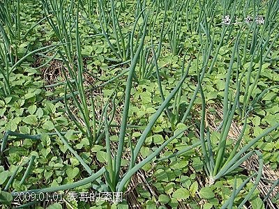 6表哥的菜園.jpg