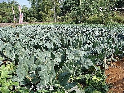 4表哥的菜園.jpg