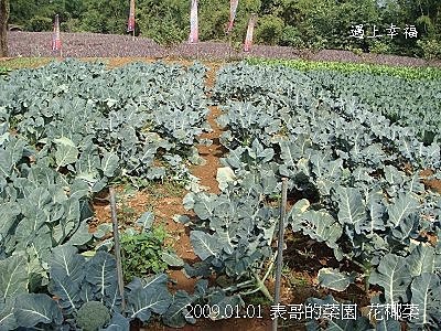 3表哥的菜園.jpg