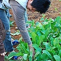 70表哥的菜園.jpg