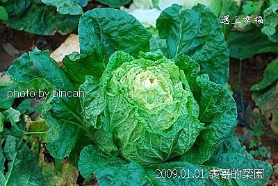 69表哥的菜園.jpg