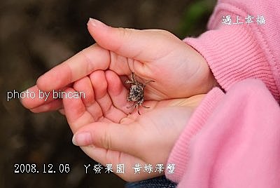 21丫發果園 黃綠澤蟹.jpg