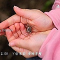 21丫發果園 黃綠澤蟹.jpg