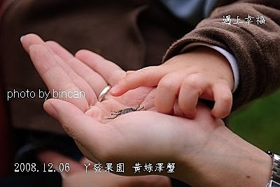 19丫發果園 黃綠澤蟹.jpg