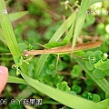 74丫發果園 柳丁園.jpg