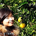 77丫發果園 柳丁園.jpg
