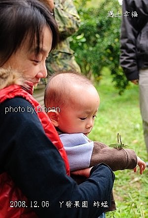 28丫發果園 柳丁園 蚱蜢.jpg
