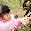 48丫發果園 橘子園.jpg