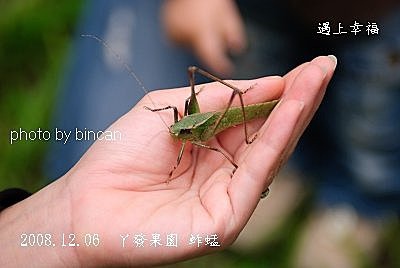 27丫發果園 柳丁園 蚱蜢.jpg