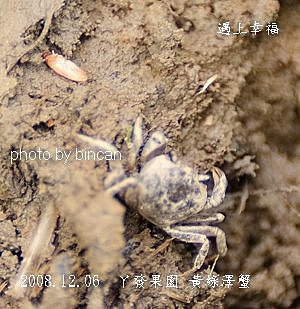 20丫發果園 黃綠澤蟹.jpg