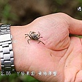 18丫發果園 黃綠澤蟹.jpg