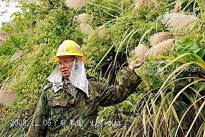 33丫發果園生態浩劫.jpg