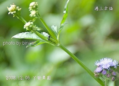 13丫發果園 大棘蟻.jpg