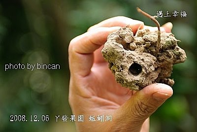 13丫發果園 蚯蚓洞.jpg