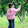 9丫發果園 柳丁園.jpg