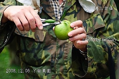 4 丫發果園.jpg