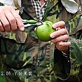 4 丫發果園.jpg