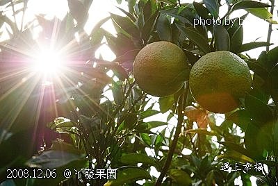 83丫發果園 柳丁園.jpg