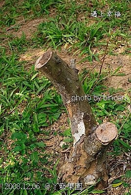 84丫發果園 云香科.jpg