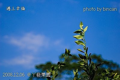 82丫發果園 柳丁園.jpg
