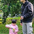 71丫發果園 柳丁園.jpg