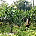 72丫發果園 柳丁園.jpg