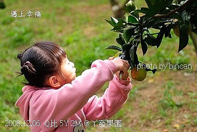 61丫發果園 柳丁園.jpg