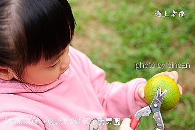 59丫發果園 柳丁園.jpg
