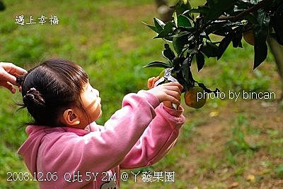 60丫發果園 柳丁園.jpg