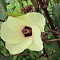 06-20110812Q比出門走走去紅秋葵 0